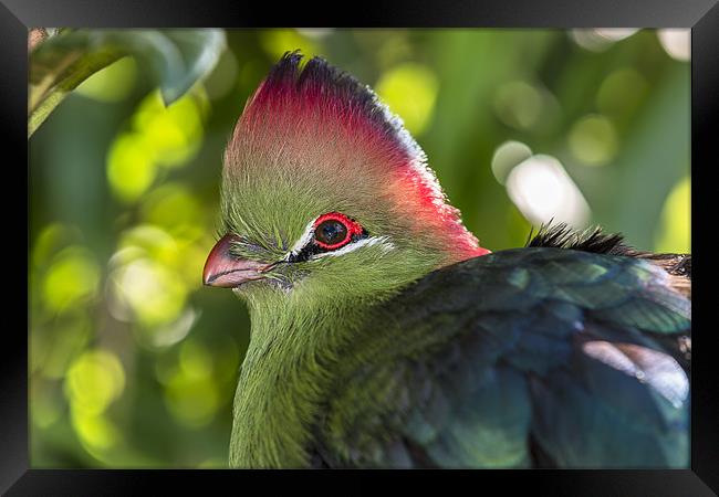Fischer’s turaco Framed Print by Kelvin Rumsby