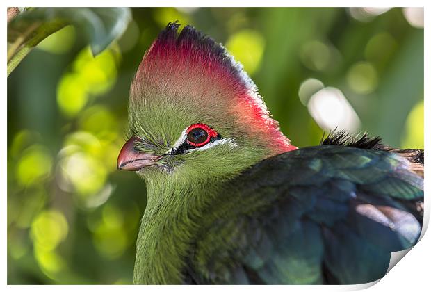 Fischer’s turaco Print by Kelvin Rumsby