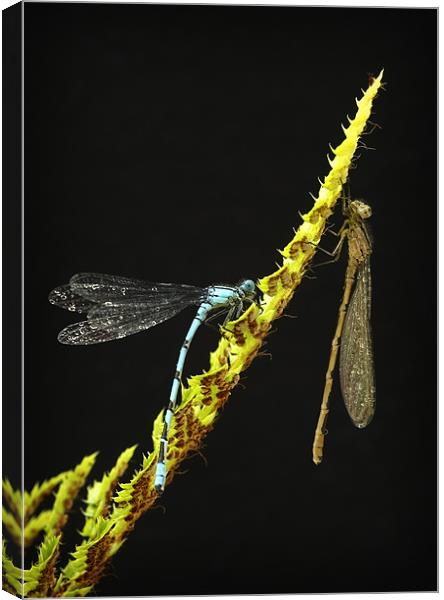COMMON BLUE DAMSELFLIES Canvas Print by Anthony R Dudley (LRPS)