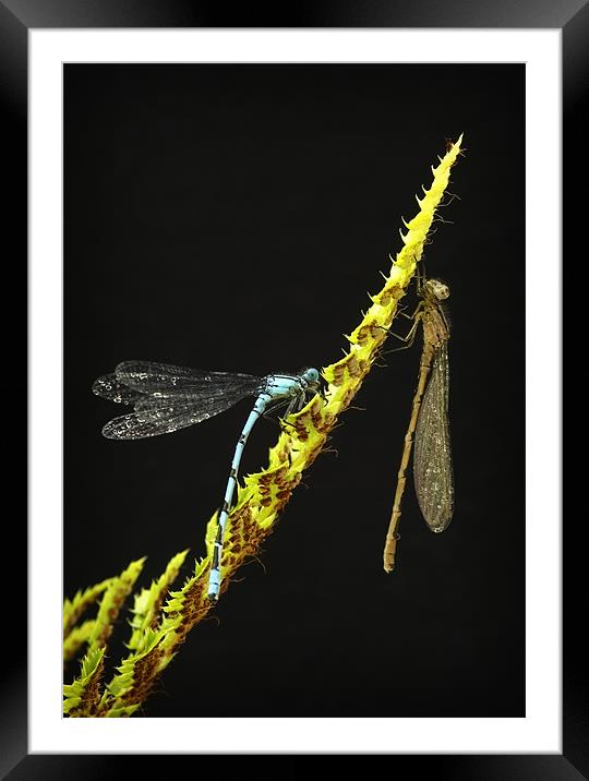 COMMON BLUE DAMSELFLIES Framed Mounted Print by Anthony R Dudley (LRPS)