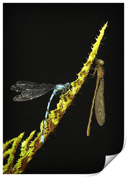 COMMON BLUE DAMSELFLIES Print by Anthony R Dudley (LRPS)