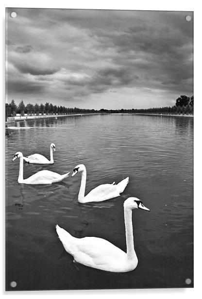 Swans Acrylic by Malcolm Smith