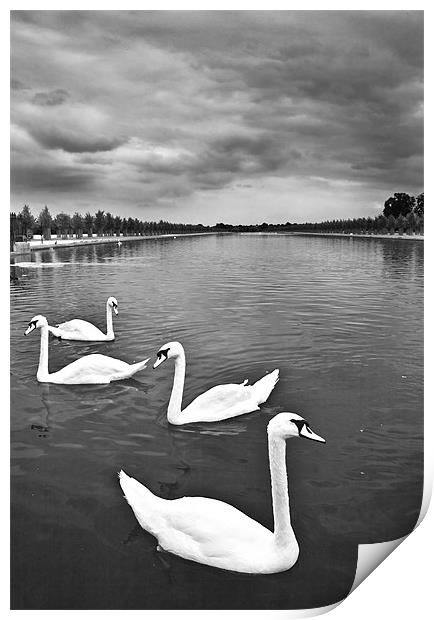 Swans Print by Malcolm Smith