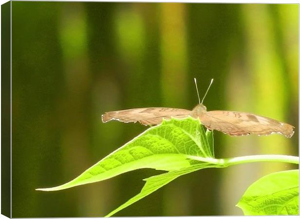 Butterfly Gliding On The Leaf Canvas Print by Sajitha Nair