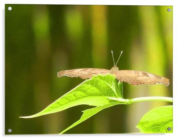 Butterfly Gliding On The Leaf Acrylic by Sajitha Nair