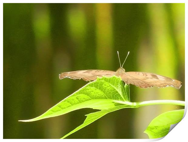 Butterfly Gliding On The Leaf Print by Sajitha Nair
