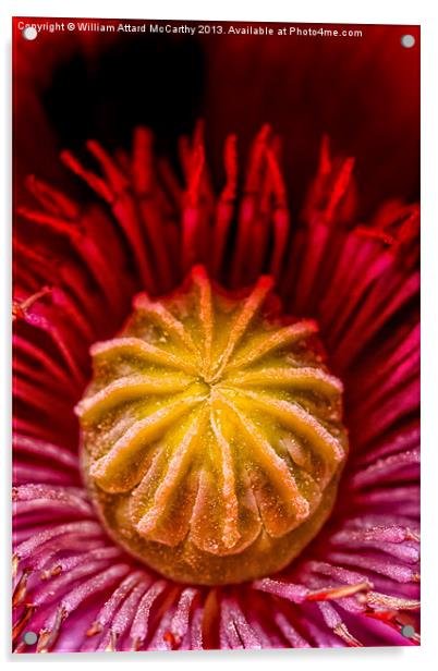 Papaverum Somniferum Acrylic by William AttardMcCarthy
