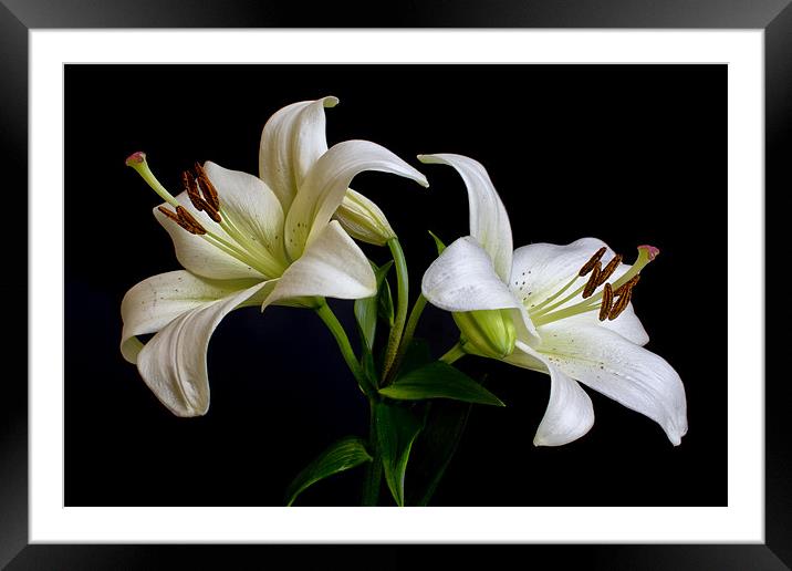 White Lilies Framed Mounted Print by Dave Wilkinson North Devon Ph