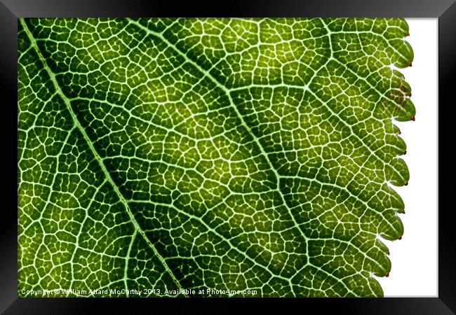 Leaf Backdrop Framed Print by William AttardMcCarthy