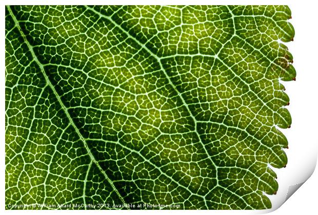 Leaf Backdrop Print by William AttardMcCarthy