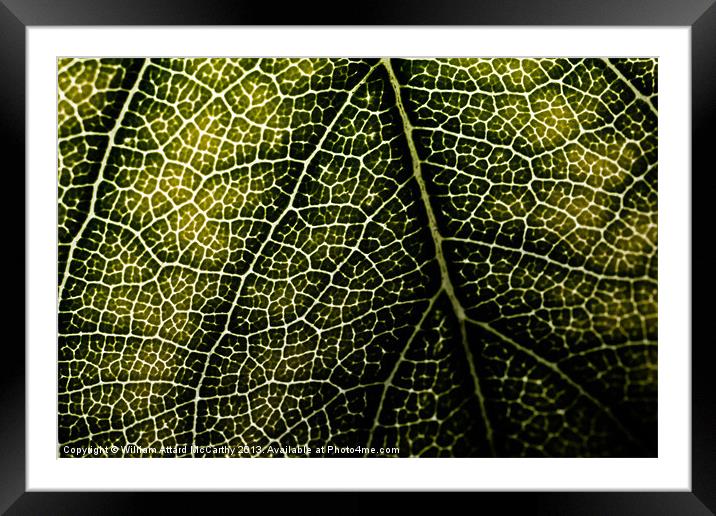 Leaf Backdrop Framed Mounted Print by William AttardMcCarthy