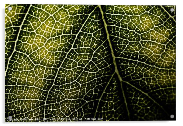 Leaf Backdrop Acrylic by William AttardMcCarthy