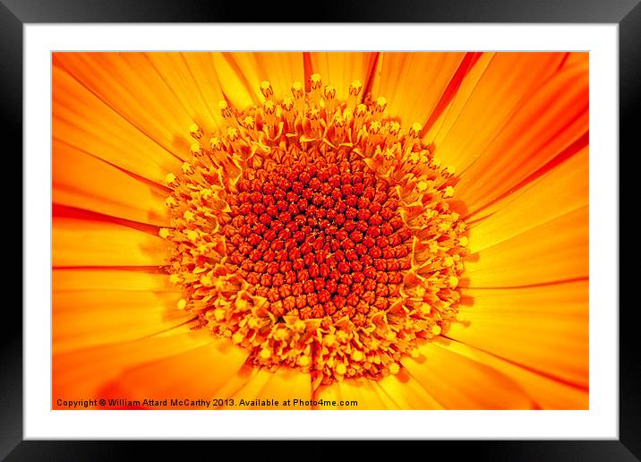 A Bed of Sunshine Framed Mounted Print by William AttardMcCarthy