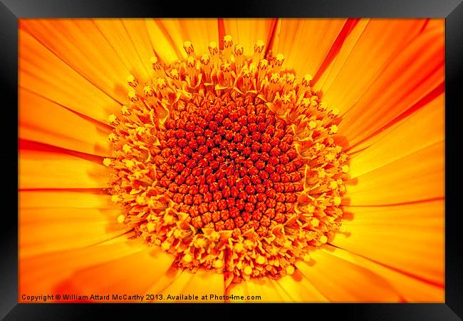 A Bed of Sunshine Framed Print by William AttardMcCarthy