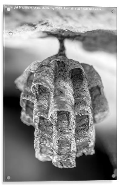 Paper Wasp Nest Acrylic by William AttardMcCarthy