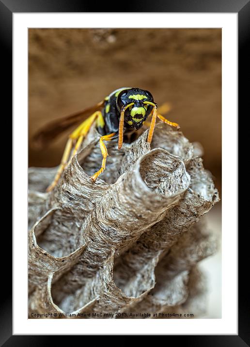 Paper Wasp Queen Framed Mounted Print by William AttardMcCarthy