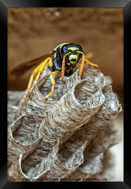 Paper Wasp Queen Framed Print by William AttardMcCarthy