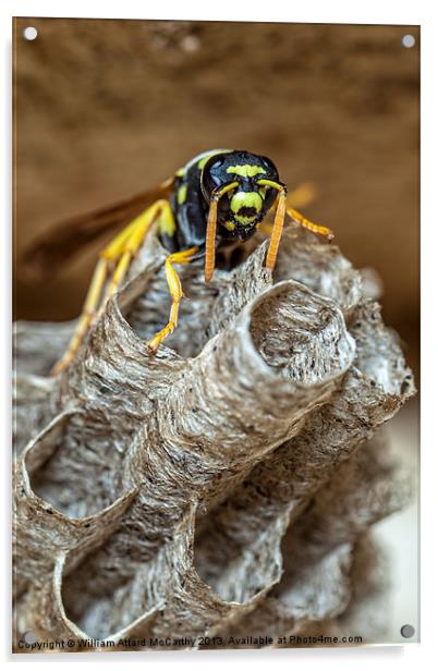 Paper Wasp Queen Acrylic by William AttardMcCarthy