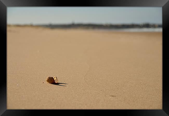 Shell on Beach Framed Print by Col Sm