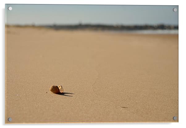 Shell on Beach Acrylic by Col Sm