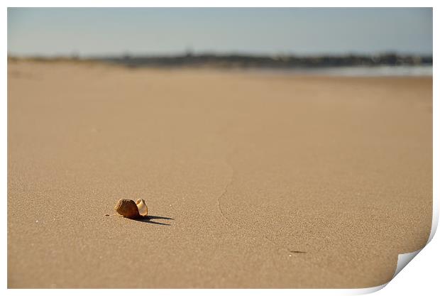 Shell on Beach Print by Col Sm