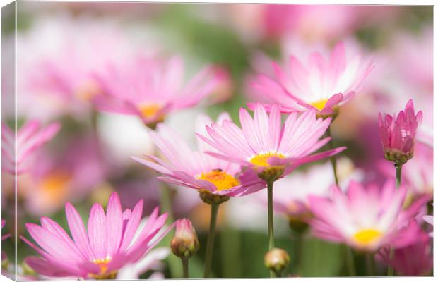 Blooming paradise Canvas Print by Michael Goyberg