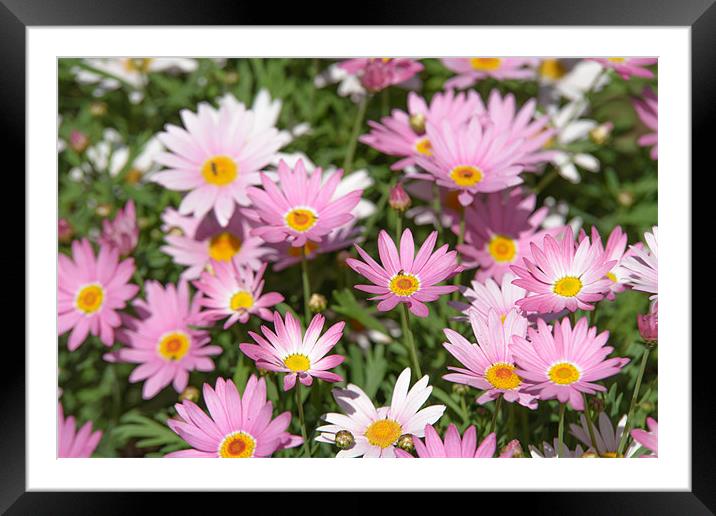 Marguerite daisy Framed Mounted Print by Michael Goyberg