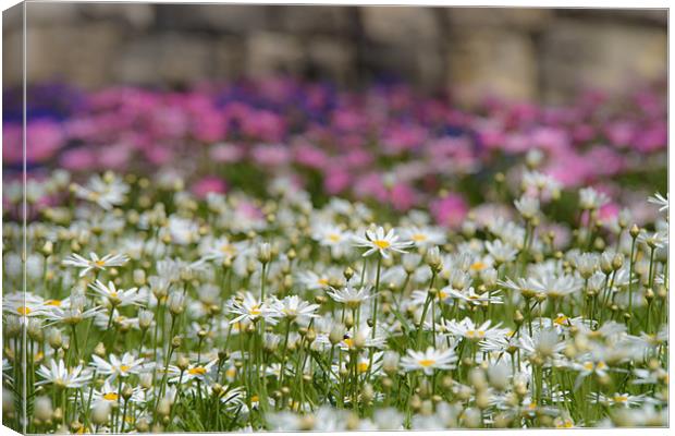 Blooming carpet Canvas Print by Michael Goyberg