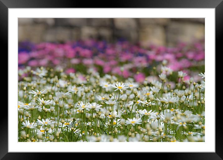 Blooming carpet Framed Mounted Print by Michael Goyberg