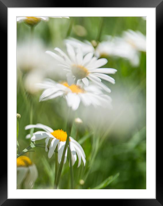 Daisy Framed Mounted Print by Michael Goyberg