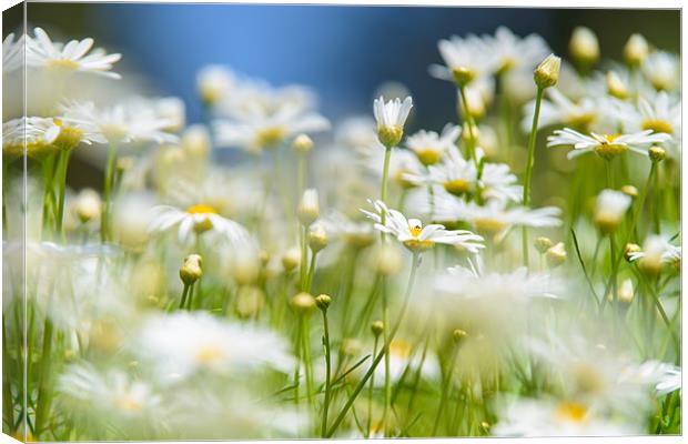 Meadow Chamomiles Canvas Print by Michael Goyberg