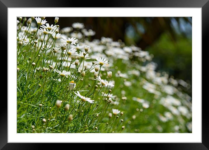 Oxeye daisy Framed Mounted Print by Michael Goyberg