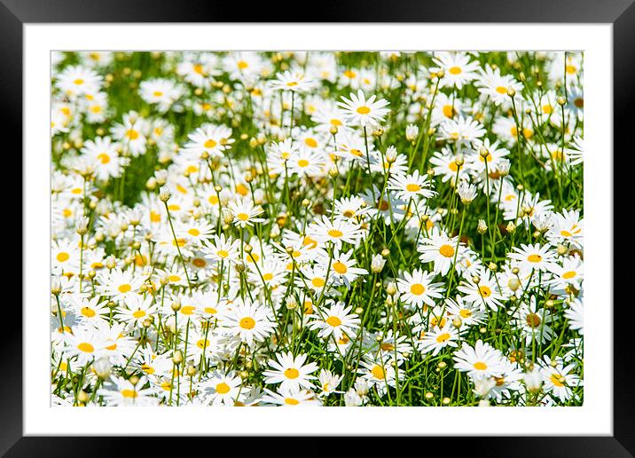 Daisies Framed Mounted Print by Michael Goyberg