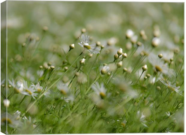 The wind of Chamomiles Canvas Print by Michael Goyberg