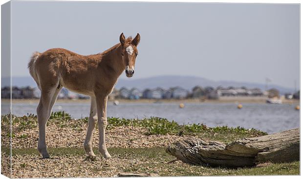 Foal on the Shore Canvas Print by Jennie Franklin