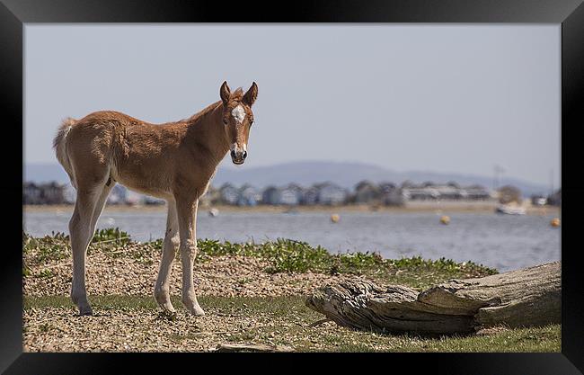 Foal on the Shore Framed Print by Jennie Franklin