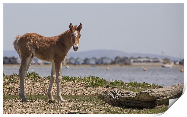 Foal on the Shore Print by Jennie Franklin