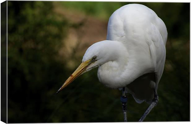 Egret Looking Daggers Canvas Print by Graham Palmer