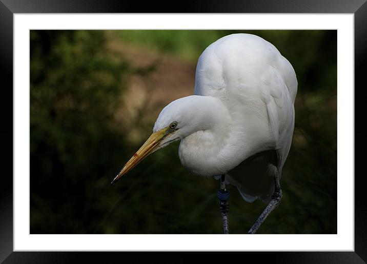Egret Looking Daggers Framed Mounted Print by Graham Palmer