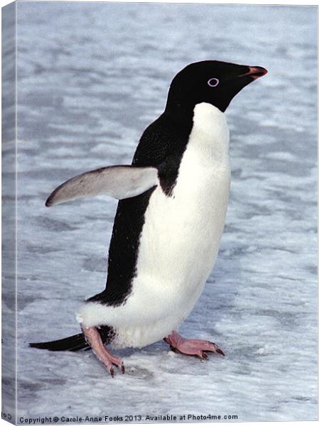 Adelie Penguin, Antarctica Canvas Print by Carole-Anne Fooks