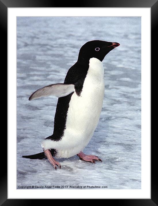 Adelie Penguin, Antarctica Framed Mounted Print by Carole-Anne Fooks
