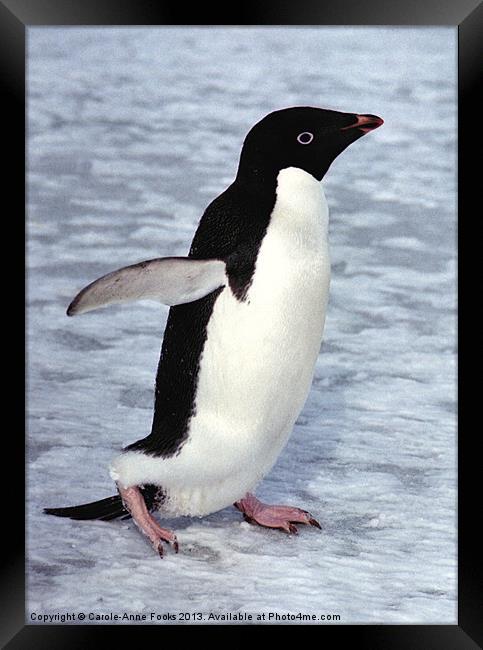 Adelie Penguin, Antarctica Framed Print by Carole-Anne Fooks