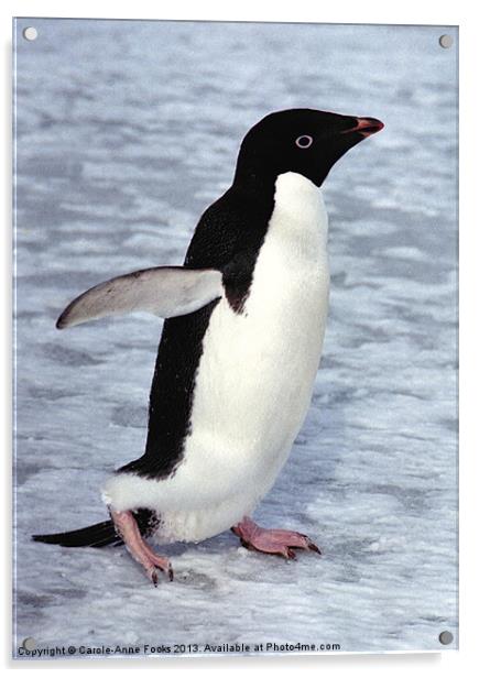 Adelie Penguin, Antarctica Acrylic by Carole-Anne Fooks