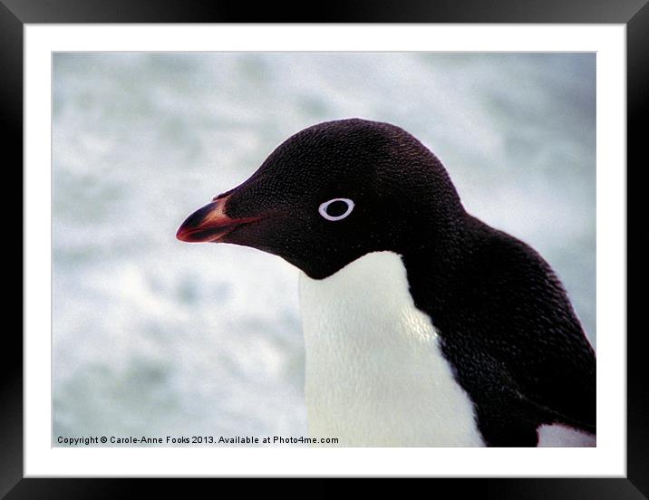 Adelie Penguin Portrait Antarctica Framed Mounted Print by Carole-Anne Fooks
