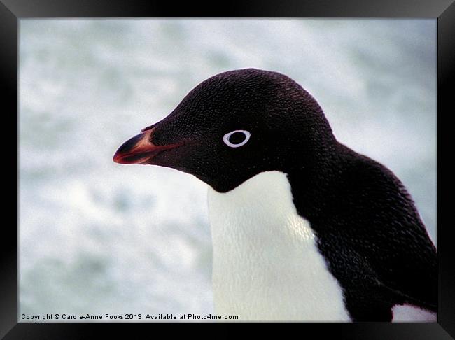 Adelie Penguin Portrait Antarctica Framed Print by Carole-Anne Fooks