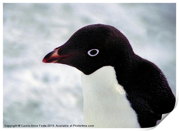 Adelie Penguin Portrait Antarctica Print by Carole-Anne Fooks