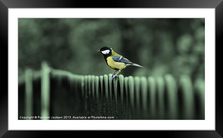 Grey Great Tit Framed Mounted Print by Rachael Hood