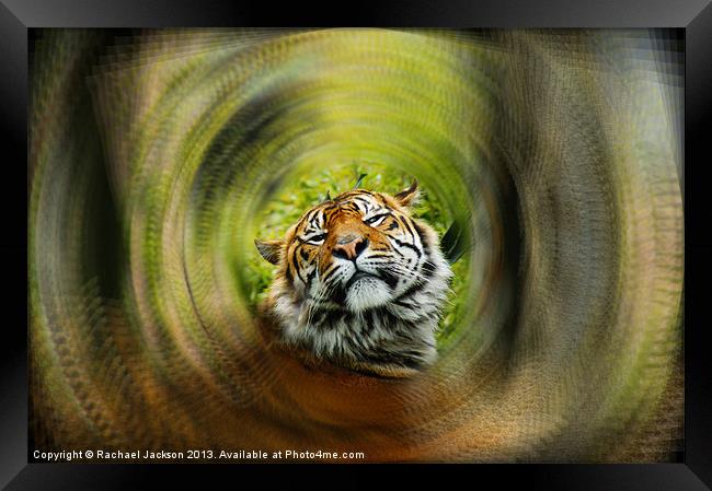 Proud on the Prowl Framed Print by Rachael Hood