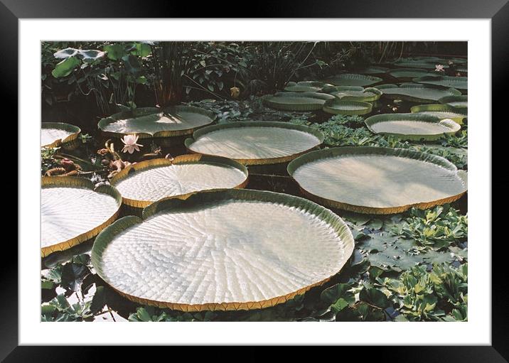 Lily Pads in Jungle Swamp Framed Mounted Print by Edward Denyer