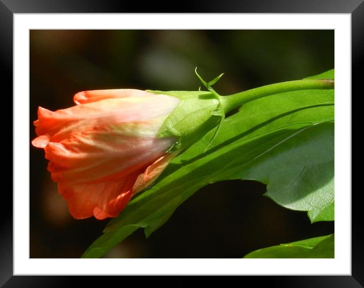 Ready To Blossom into Flower Framed Mounted Print by Sajitha Nair